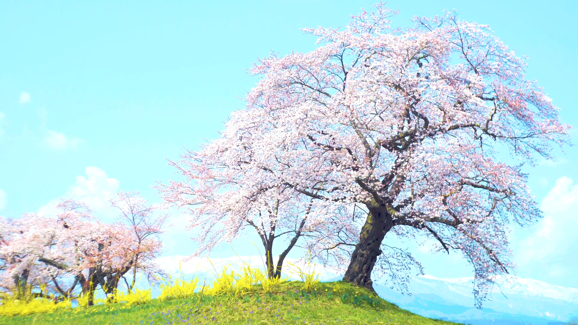 yt1s.com - 白石川堤一目千本桜 2020 桜名所  Shiroishi River Cherry Blossoms Tohoku_1080p.mp4_20230114_185733.748.jpg